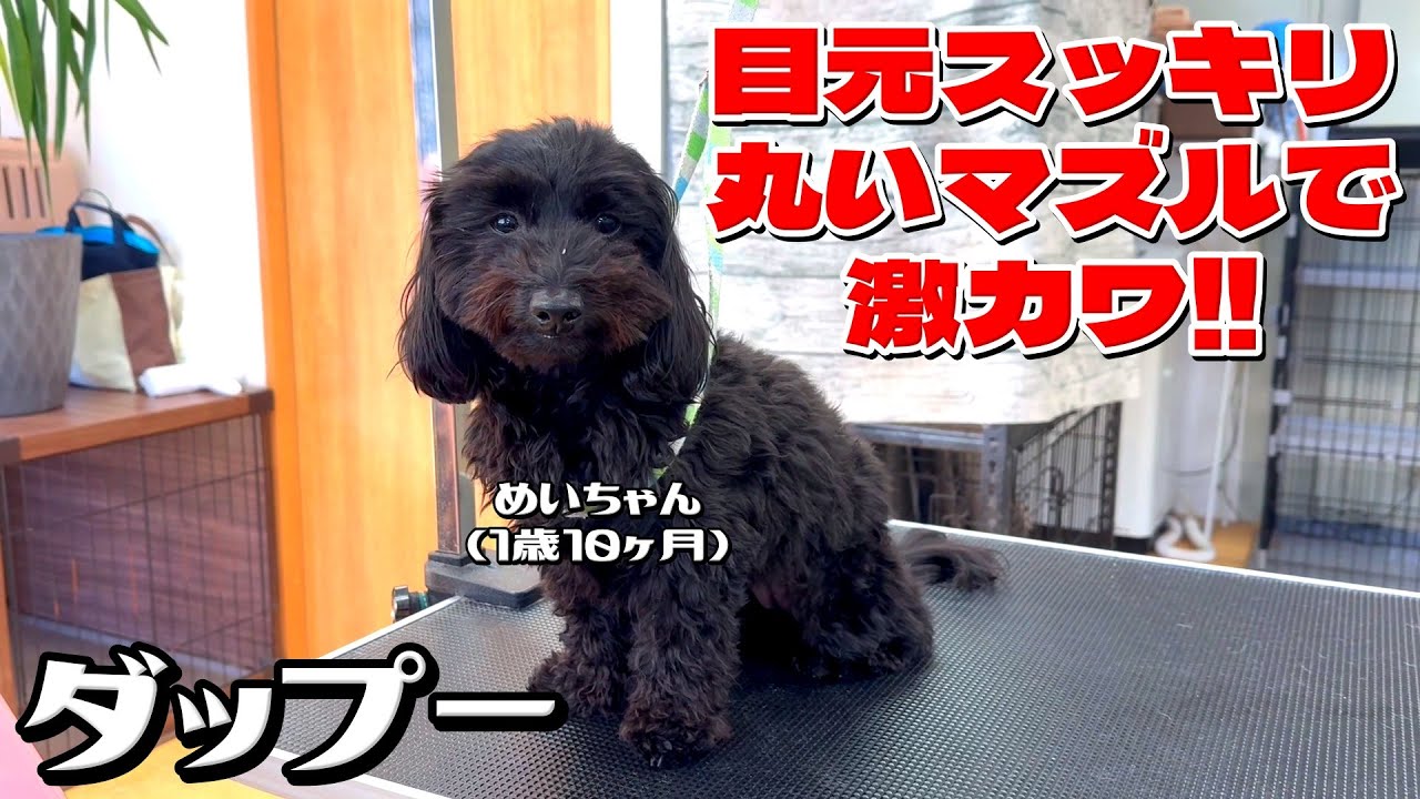 目元スッキリ＆丸いマズルで激カワ！ダップー・めいちゃん1歳10ヶ月
