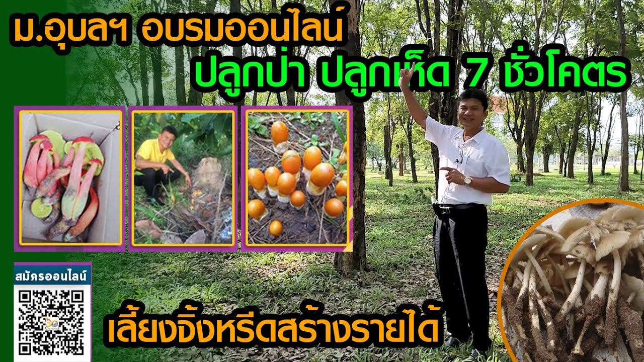 ม.อุบลฯอบรม online ปลูกป่าปลูกเห็ด 7 ชั่วโคตร และหลักสูตรการเลี้ยงจิ้งหรีด สร้างรายได้