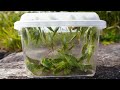 秋に大量発生してたバッタを乱獲してカマキリに食わせる!