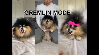 Compilation Of My Sassy Dog In "Gremlin Mode"