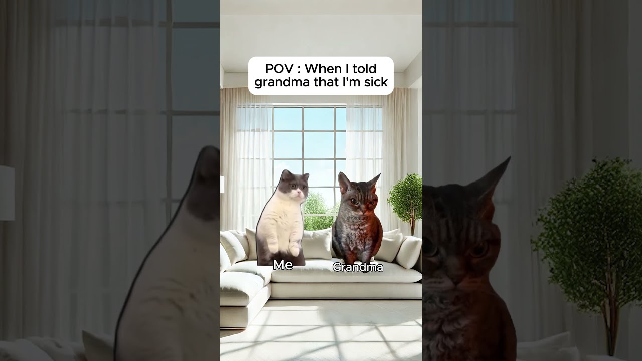 Cat Memes When I Told Grandma That M Sick Relatable Catshorts Shorts Funny