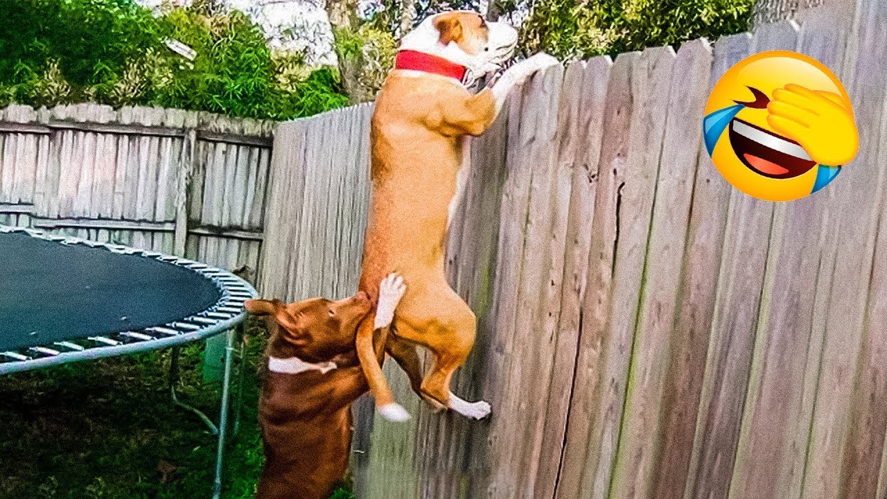 Funniest Animal Videos 😄 Silly Pets Doing Silly Things