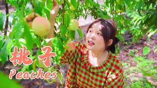 阿霞的桃子汽水！| Axia's Peach Soda!【叫我阿霞 Channel】