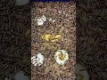Nuôi sâu giống Superworms #superworm #pets