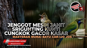 Tembakan Dan Roll Speed Masteran Cucak Cungkok Gacor Cucak Jenggot Grejaan dan Srigunting Abu Abu