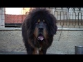 السلالات النقيه من كلب الماستيف التبتي (Tibetan Mastiff) مع جمال العمواسي