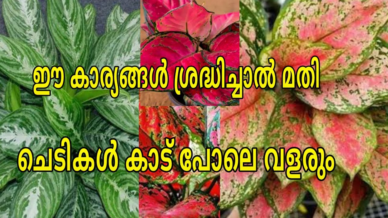 Если вы будете так делать, растения аглаонемы будут расти как лес.