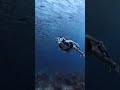 Beauty Dive Into the Ocean #Mermaid #ViolinEDM #Underwater