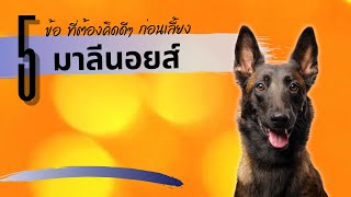 คิดดีๆก่อนเลี้ยง มาลีนอยส์ #เตือนแล้วนะ #malinois #สุนัขแสนรู้