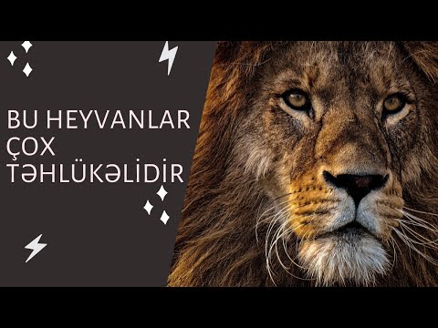 Video: İnsanlar üçün ən Təhlükəli Heyvan Nədir?