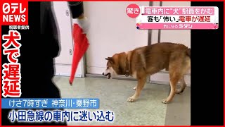 【驚き】電車内に犬が迷い込み…駅員がかまれる  客も「怖い」