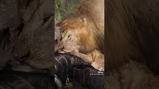 🎬LION CUB BITES DAD&#39;S FACE