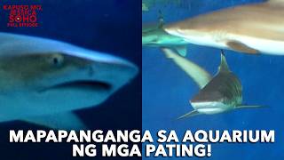 MAPAPANGANGA SA AQUARIUM NG MGA PATING! | Kapuso Mo, Jessica Soho