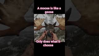 Who would have thought moose are harder to get than cougar 🤔  Subsistence