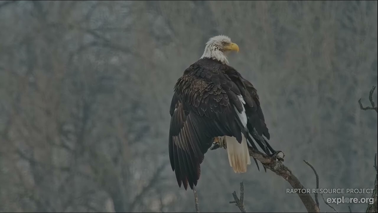Decorah Eagles 1-5-26 HD and female had baths, Mrs has mega preening session