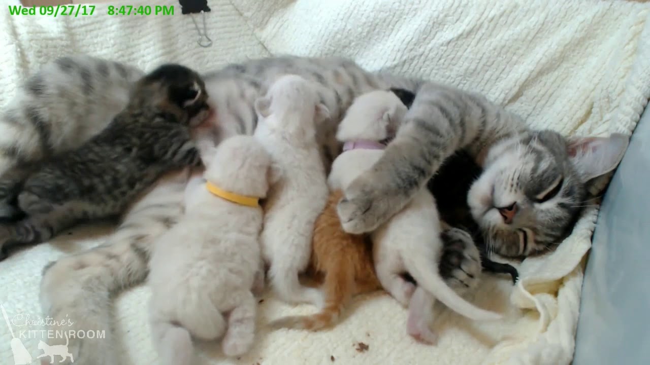 CKR - Jolene - First Whappy Paws