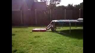 gainer off tramp