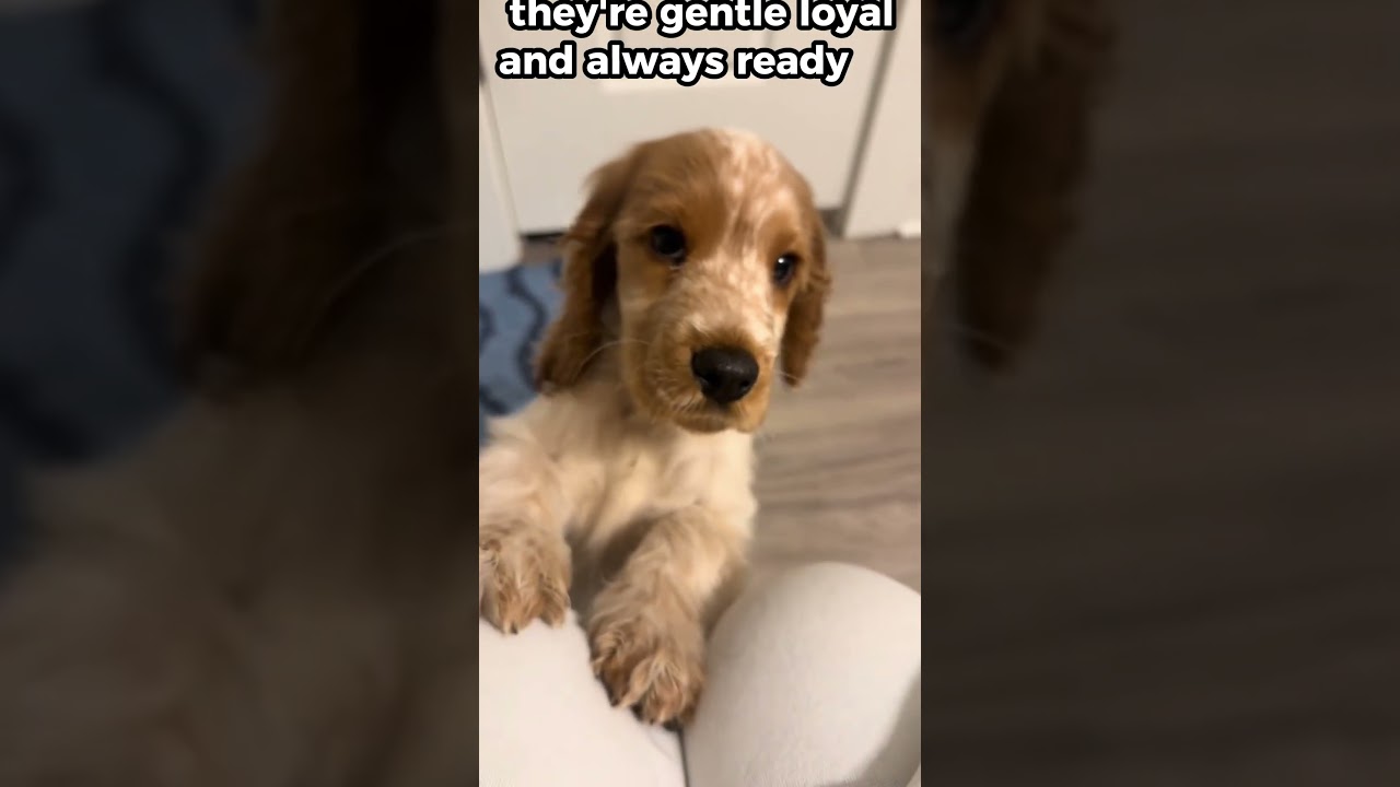 English Cocker Spaniels Are Pure Joy! 5 Fun Facts You’ll Love!# 