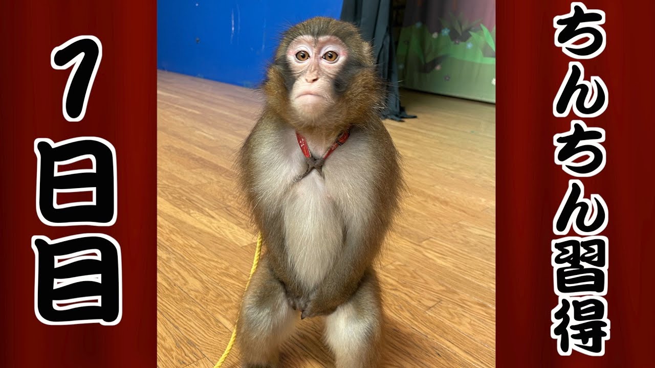 Root-kun's first day of learning the 