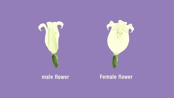Identify the Parts of a Flower and Distinguish between Unisexual and Bisexual Flowers