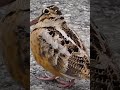 Bird dance with Pashto song😬👉🐦