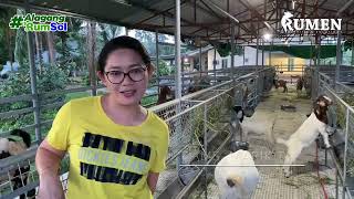 No More Uti And Bloat Sa Aming Mga Kambing Thanks To Rumsol Feeds