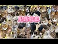 【里親募集】保護猫カフェにいる42匹の保護猫を紹介します!【2025年】