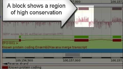 Clip: View Conserved Sequence