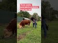 Muffin Man The Bull Muffinmanthebull Siwoutdoors Muffin Man The Bull Muffinmanthebull Siwoutdoors
