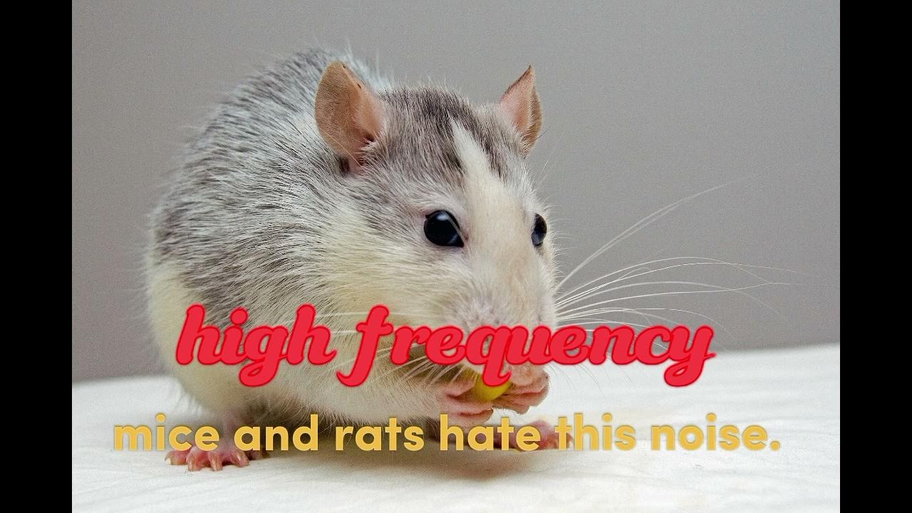 high frequency rat and mouse repellent noise. YouTube