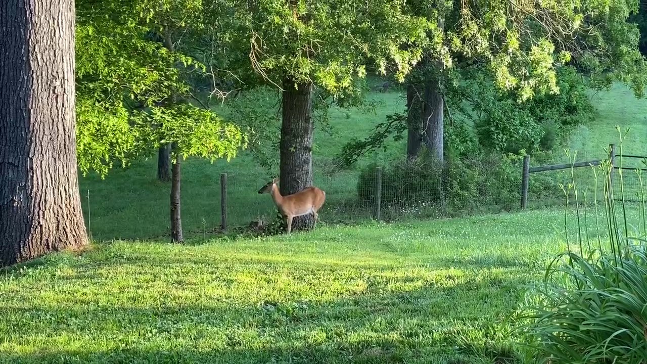 Deer in Yard YouTube
