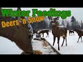 Deers feeding in snowfalling - Szarvasok etetése hóesésben - /Brownville, United States/ -2022.01.12