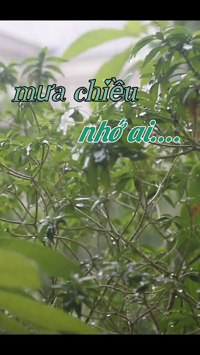 MƯA CHIỀU NHỚ AI- Thùy Hương #bolero