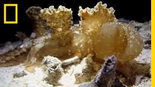 Nudibranch Snacks Along The Ocean Floor | National Geographic