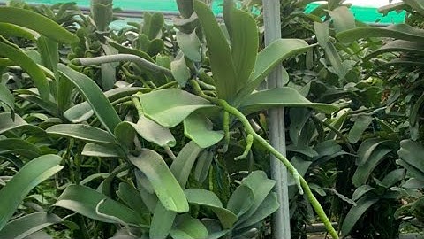 bán thanh lý lan ngọc điểm rừng giá rẻ. sđt, zalo 0987157820||@vuonlanhaiyen