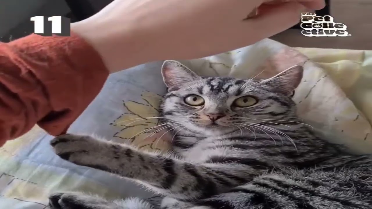 Animals showing love to Humans 💓