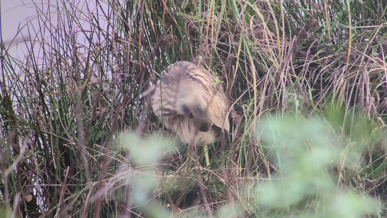 American Bittern (Botaurus lentiginosus) Video 2020-12-14 (1)-1