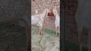 ماشااللہ بہت پیارا شوق ❤️#animals #yputube #viralvideo #typebeat #beautiful #youtubeshorts #animals