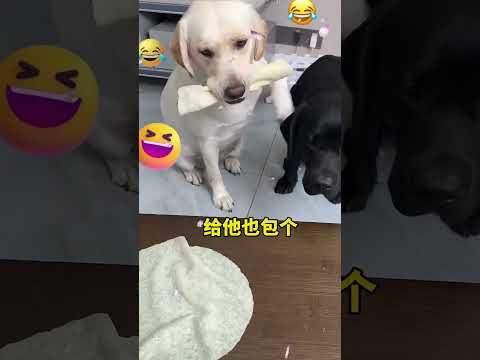 شاهد كيف غضب الكلب الأبيض لم ا أعطى الرجل للكلب الأسود الكثير من الطعام