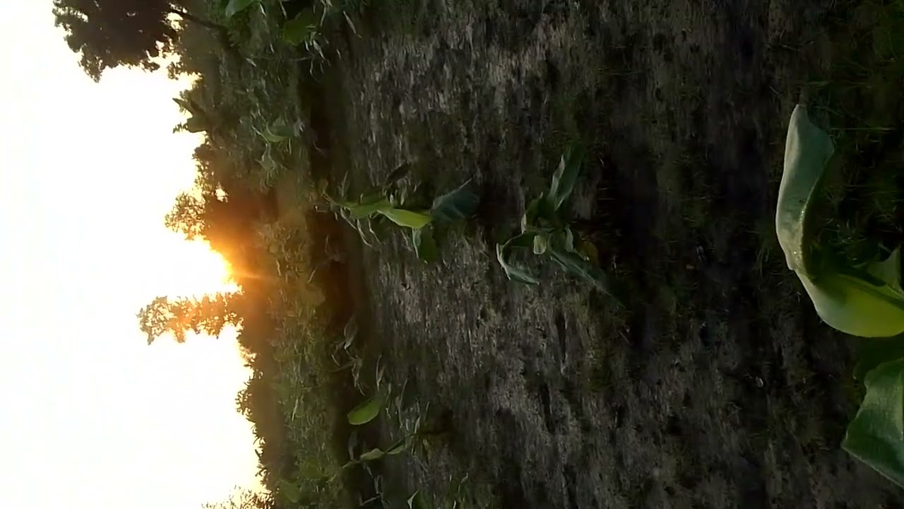 ‎@BananaD.   farming‎@refugiomental6032   केला फारमींग‎@refugiomental6818 