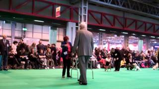 Miniature Bull Terriers Crufts 2013 Rebel Spirit Full Circle Moving & Final Judging Limit