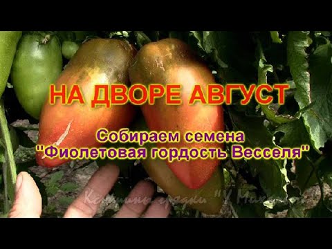 На дворе Август. Собираем семена: Фиолетовая гордость Весселя - YouTube