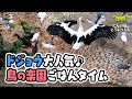 【天王寺動物園】みんな集まれ!🦢🦆ドジョウが大人気♪鳥の楽園ごはんタイム[Tennouji Zoo] Feeding time for the waterfowl.