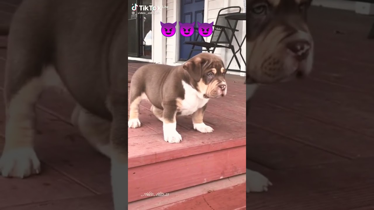 never mess with animals