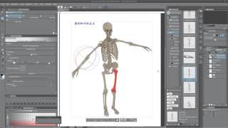poseable 3d skeleton anatomy model for clip studio and Manga Studio
