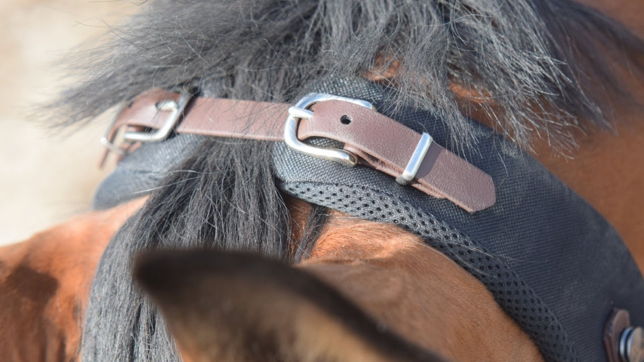 Neck Patches f. Equizaum® / Equitrense® by Equimero® - YouTube