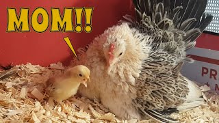 CUTE Baby Chicken Videos - Serama Chick - Bantam - Serama