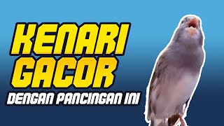 CUIT CUIT PANCINGAN KENARI PAUD MUDA AUTO GACOR, SUARA KENARI LOKAL SUPER GACOR GAK ADA LAWAN