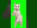GB素材 踊る猫 猫ミーム Shorts 猫ミーム 踊る ダンス グリーンバック フリー素材 動画制作 高画質 動画作成 Catmemes Greenscreen 猫