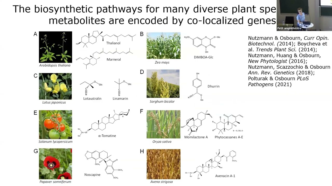 PLANT A OSBOURN Understanding and harnessing plant metabolic diversity